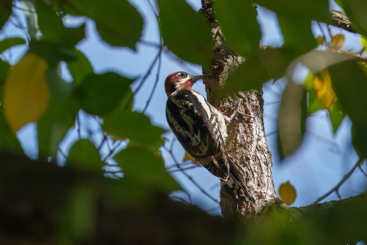 Red-naped x Red-breasted Sapsucker (hybrid) - ML644574309