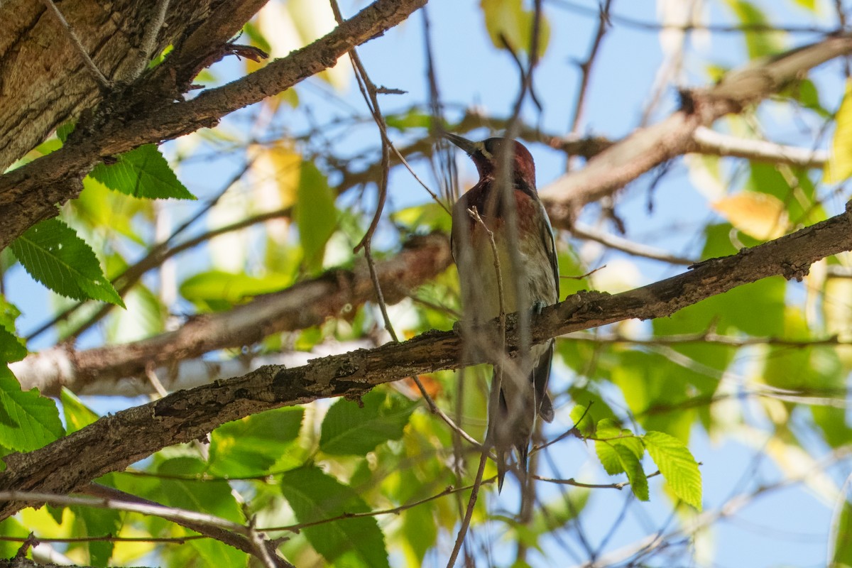 Red-naped x Red-breasted Sapsucker (hybrid) - ML644574310