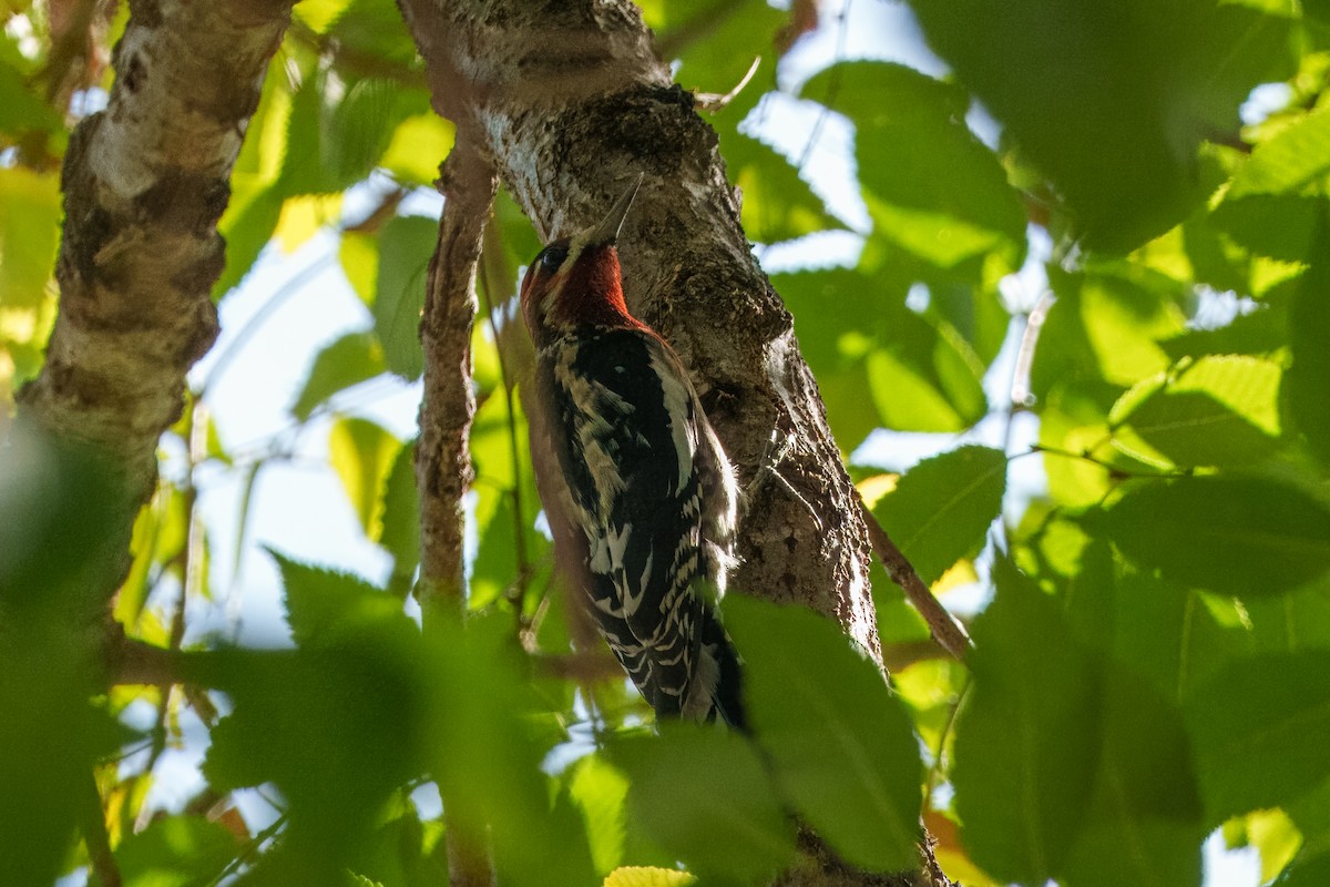 Red-naped x Red-breasted Sapsucker (hybrid) - ML644574311