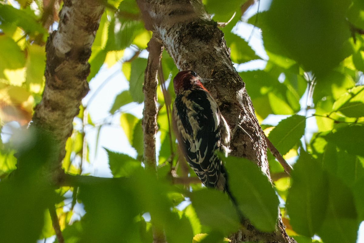 Red-naped x Red-breasted Sapsucker (hybrid) - ML644574312