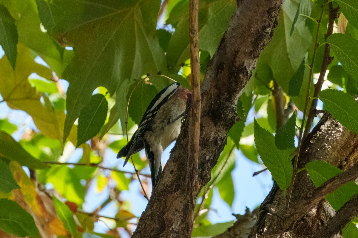 Red-naped x Red-breasted Sapsucker (hybrid) - ML644574313