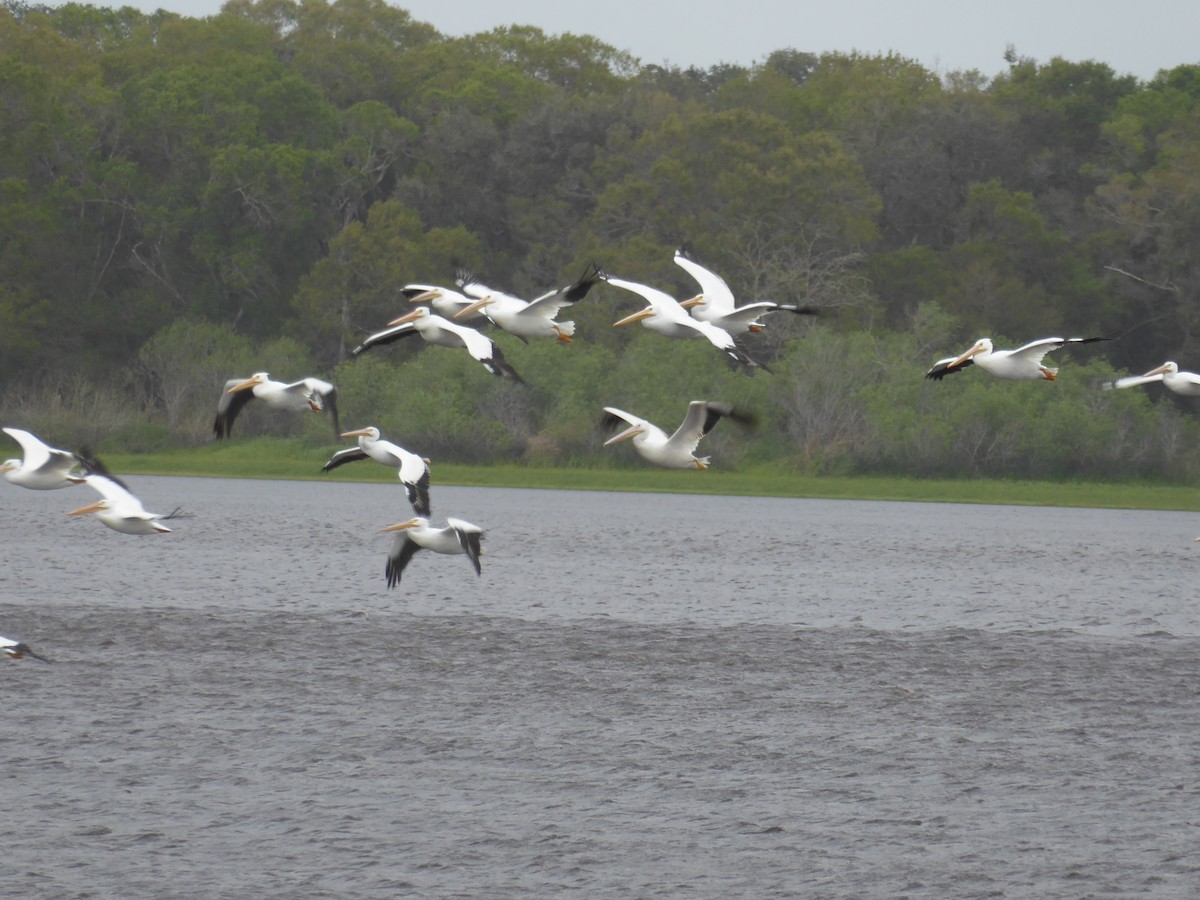 pelikán severoamerický - ML644574320