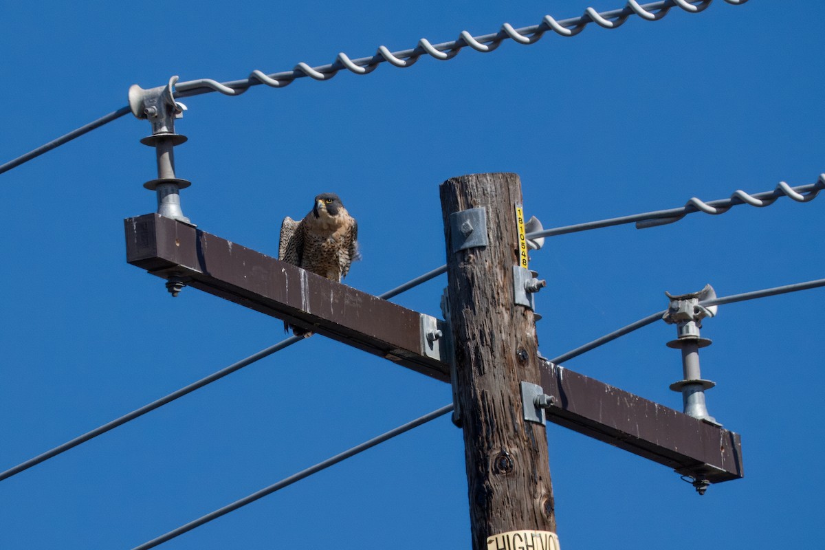 Peregrine Falcon - ML644574326