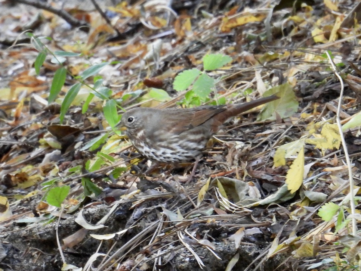 strnadec kaštanový [skupina unalaschcensis] - ML644574335