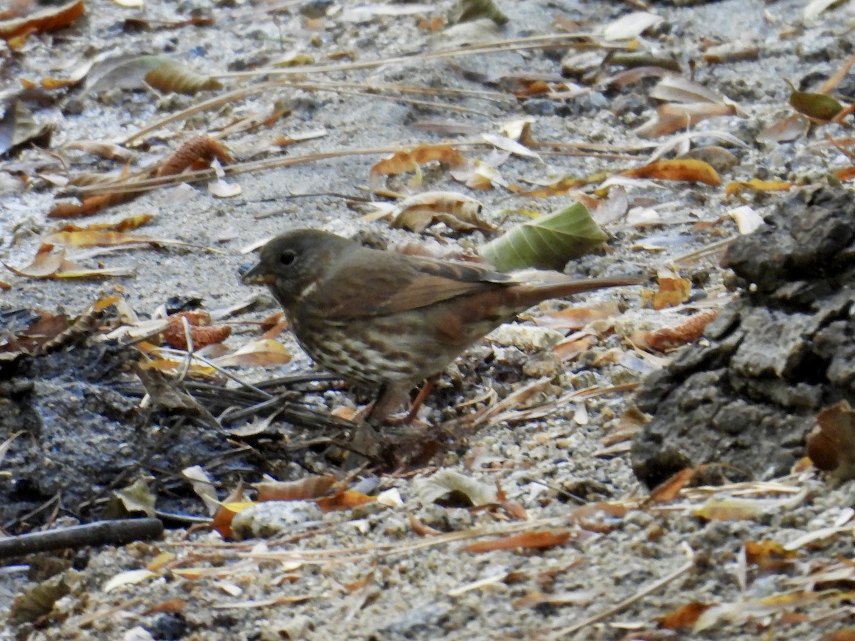 strnadec kaštanový [skupina unalaschcensis] - ML644574336