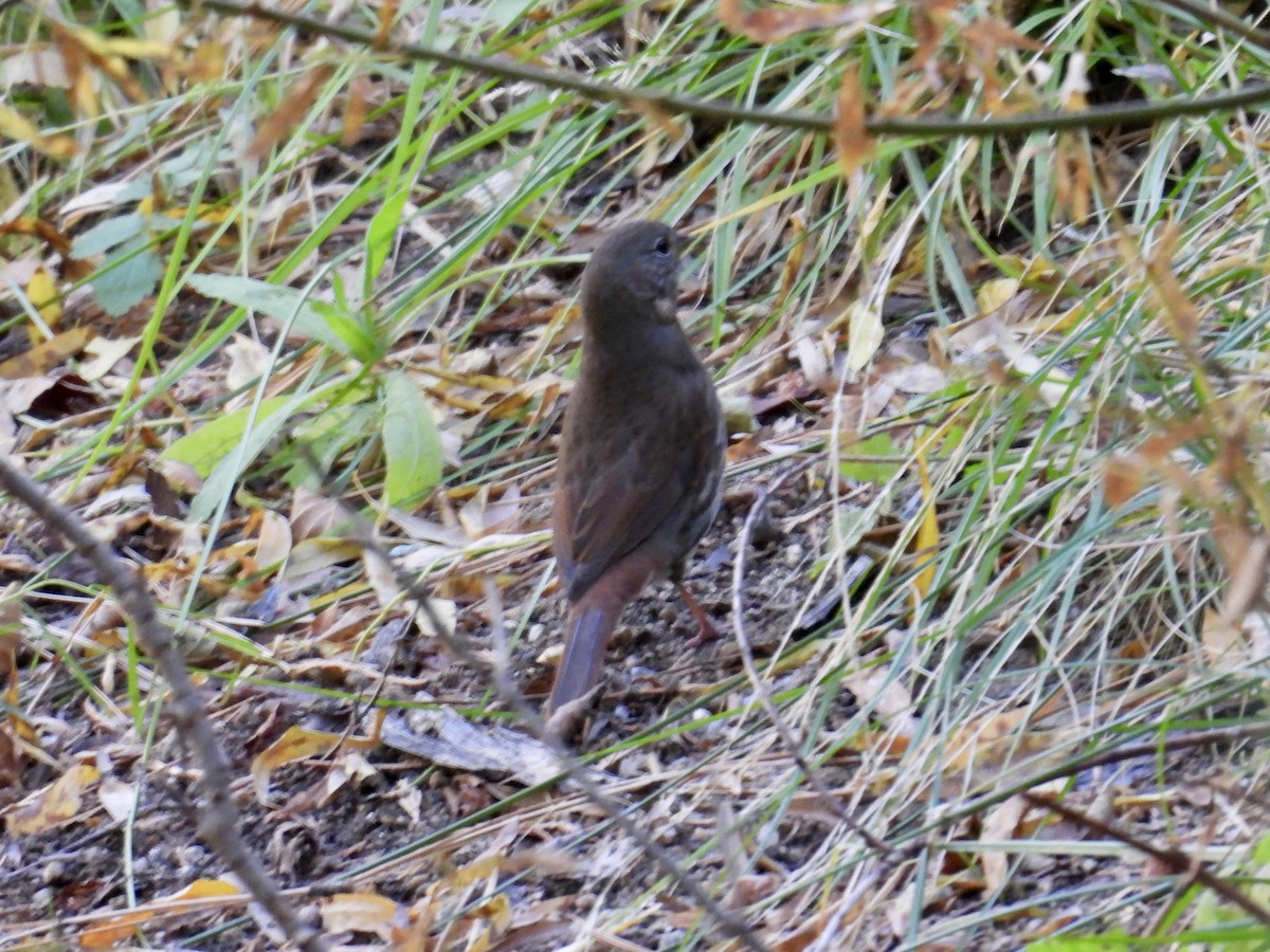 strnadec kaštanový [skupina unalaschcensis] - ML644574337