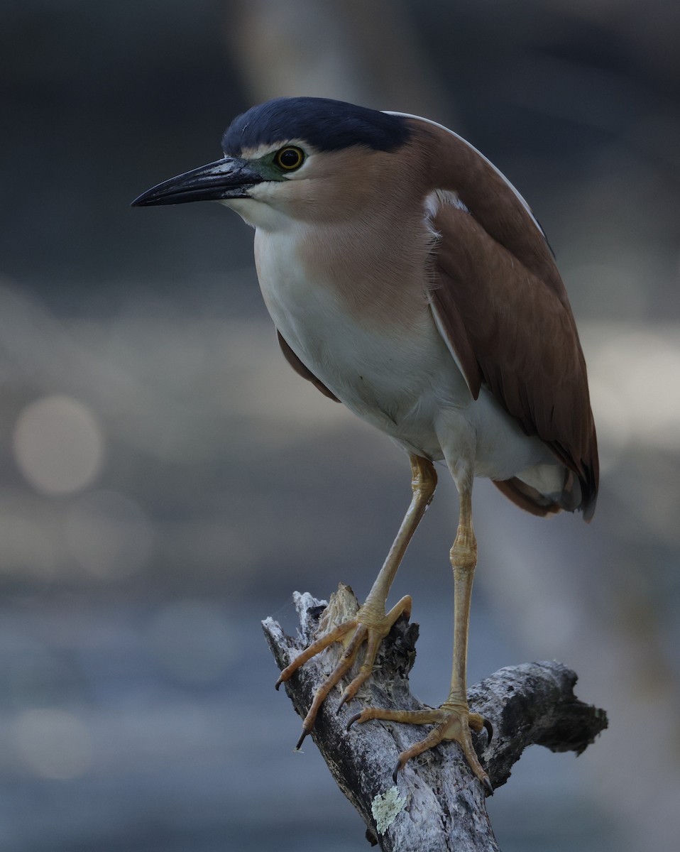 Nankeen Night Heron - ML644574342