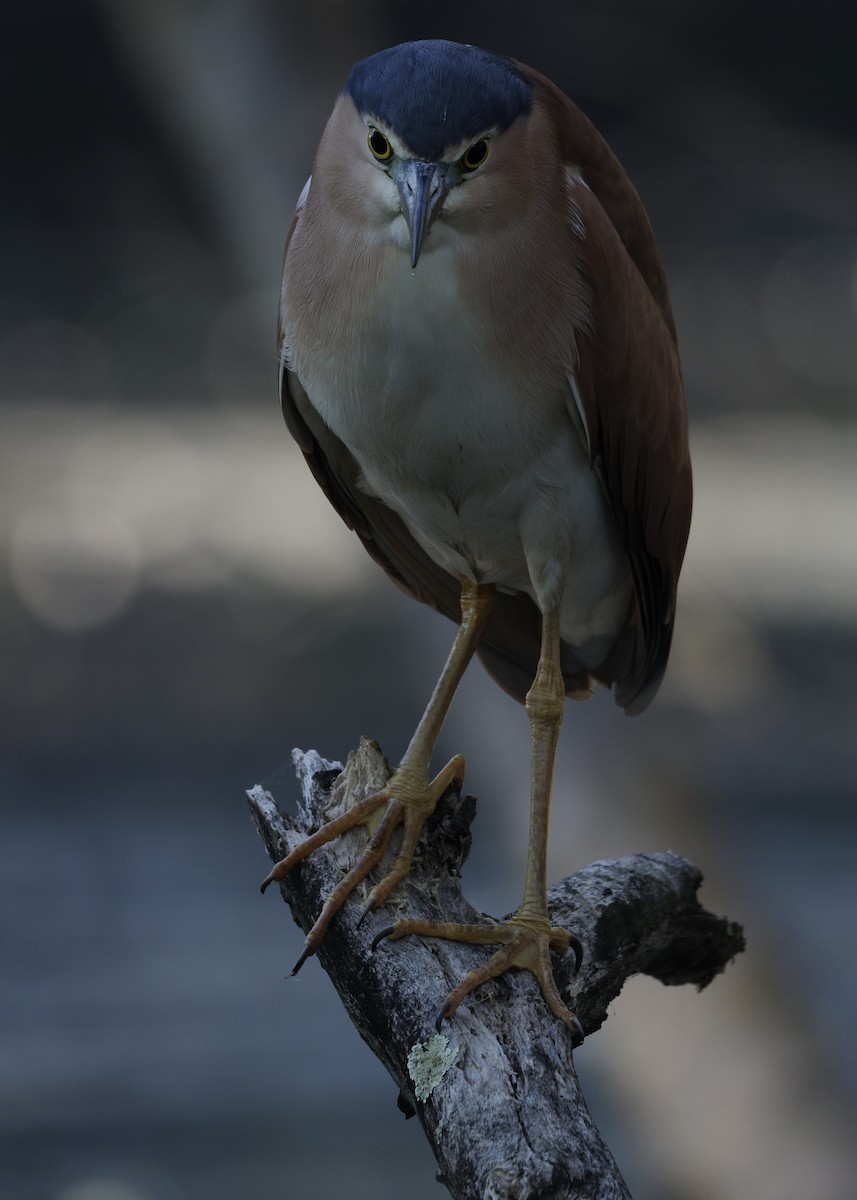 Nankeen Night Heron - ML644574344