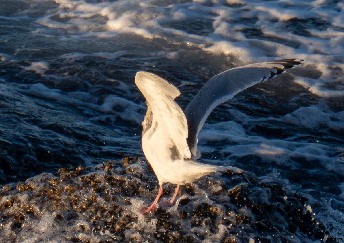 Kanada- x Beringmöwe (Hybrid) - ML644574347