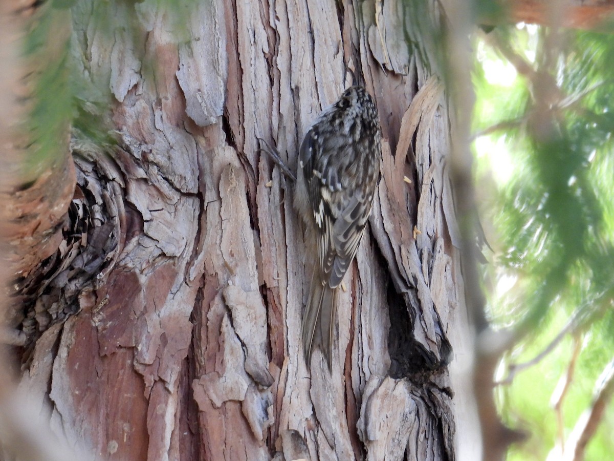 amerikatrekryper - ML644574352