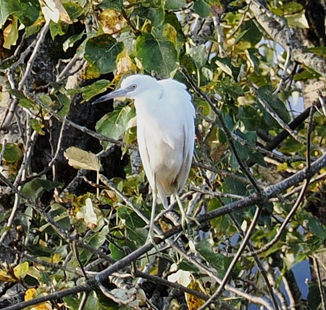 Blaureiher - ML644574354