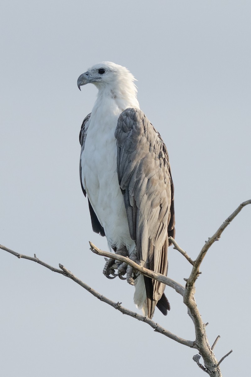 Pygargue blagre - ML644574355