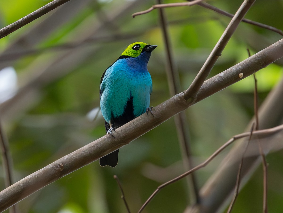 ナナイロフウキンチョウ - ML644574358