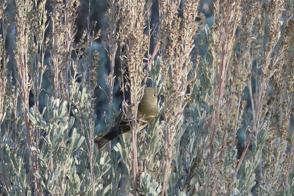 Золотомушка рубіновочуба - ML644574362