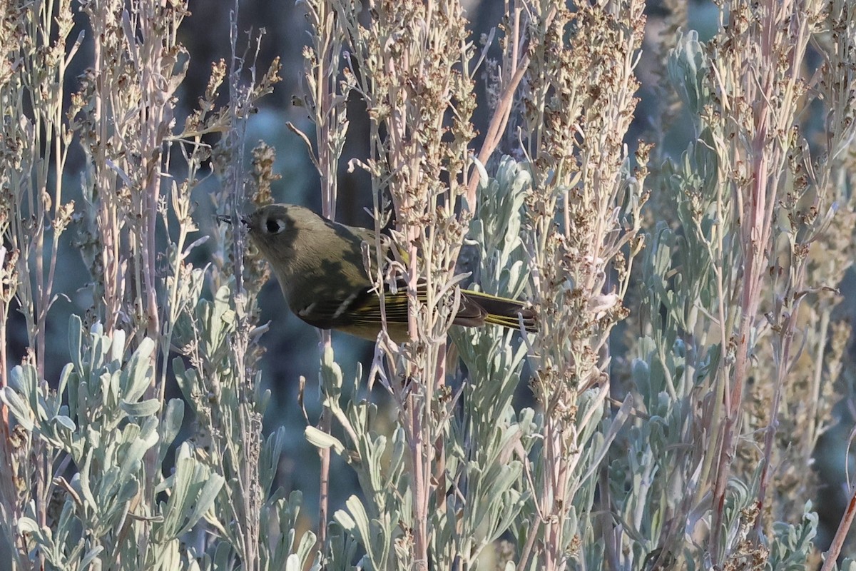 Золотомушка рубіновочуба - ML644574363