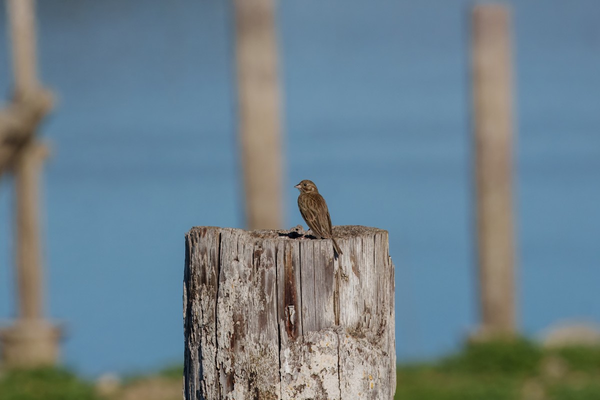 Vesper Sparrow - ML644574364