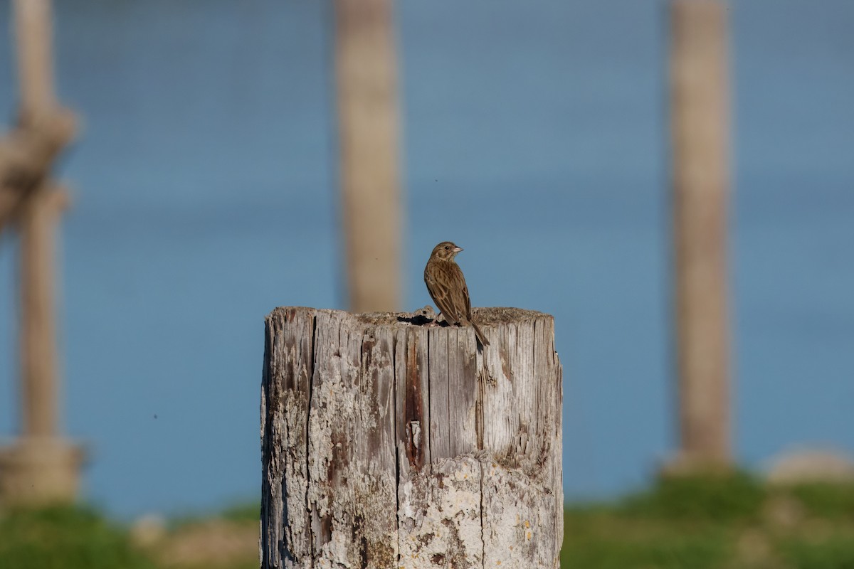 Vesper Sparrow - ML644574365