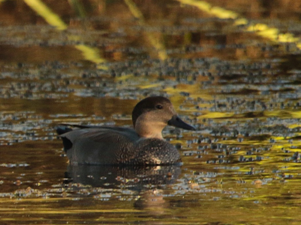 Gadwall - ML644574367