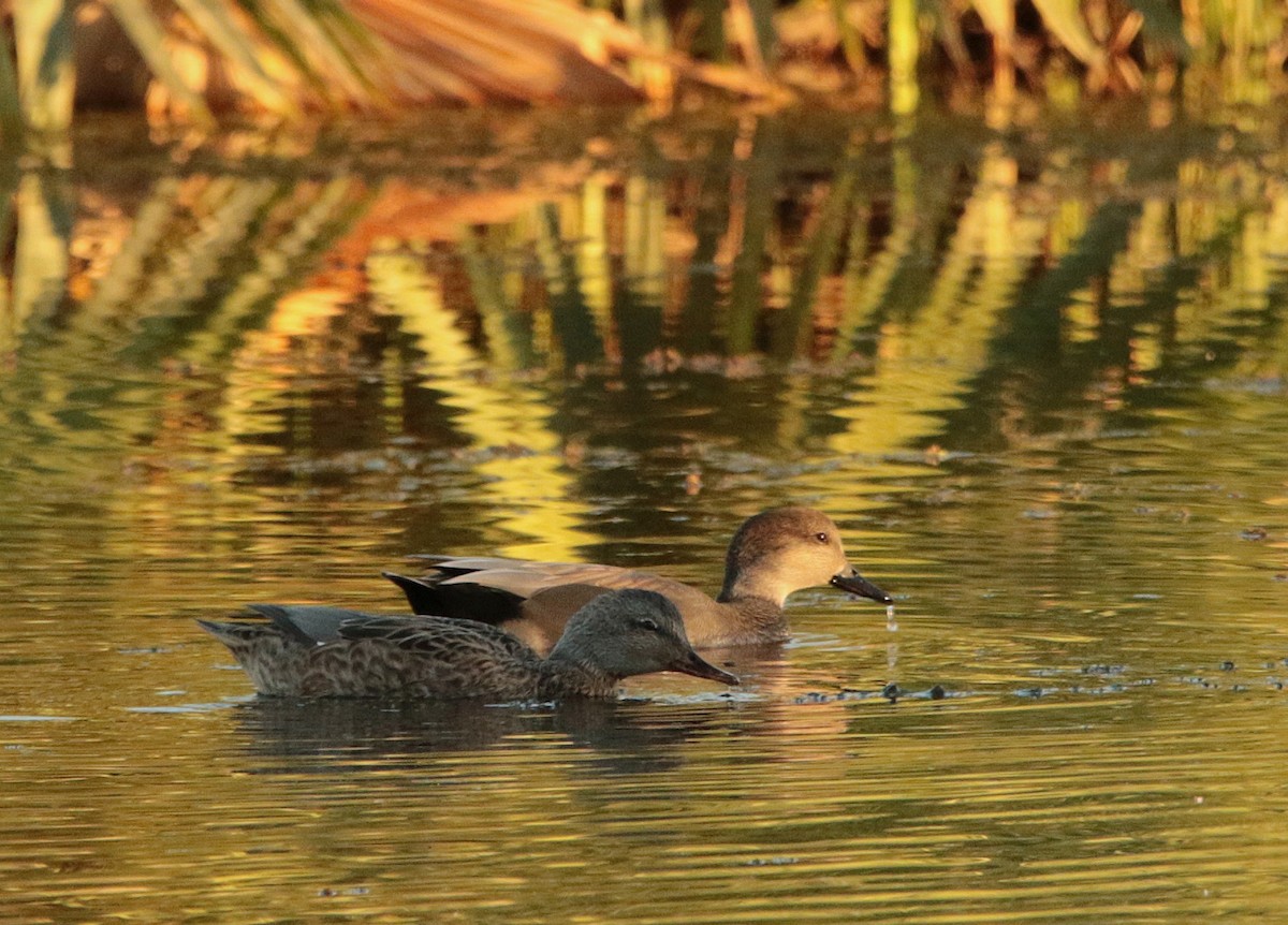 Gadwall - ML644574368