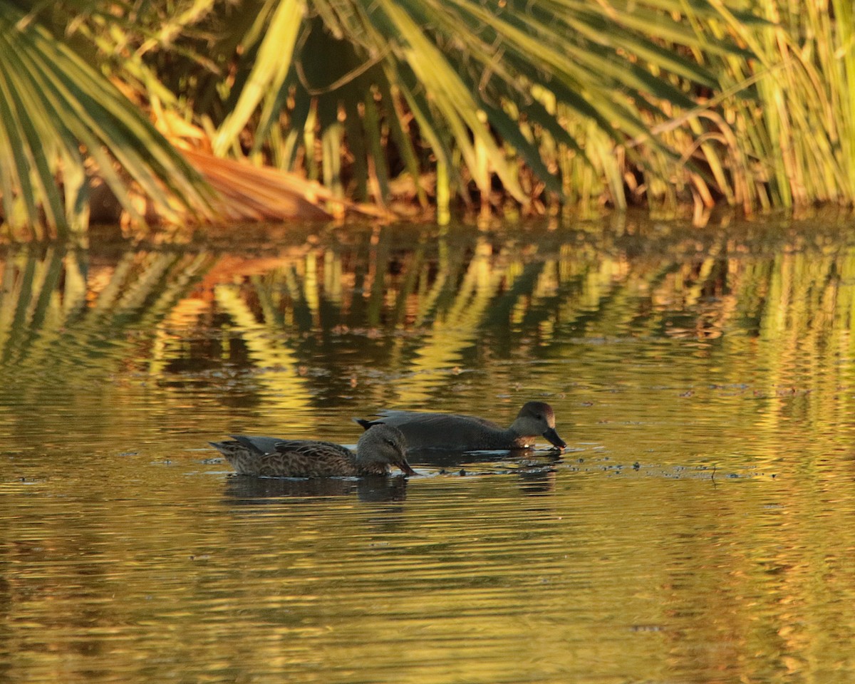 Gadwall - ML644574369