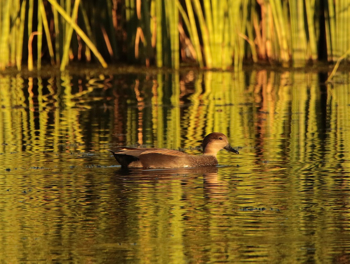 Gadwall - ML644574370