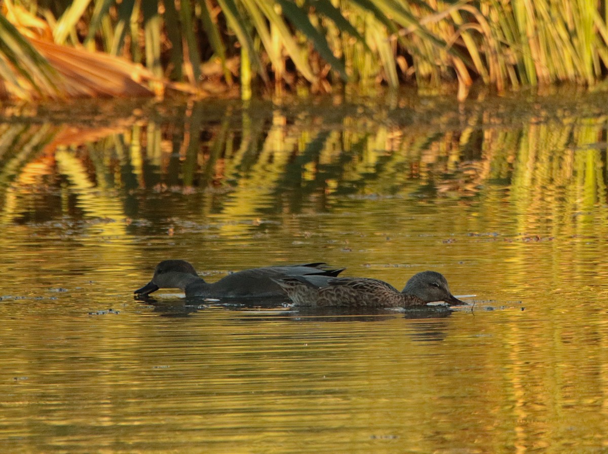 Gadwall - ML644574371