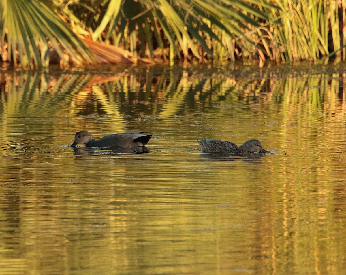 Gadwall - ML644574372