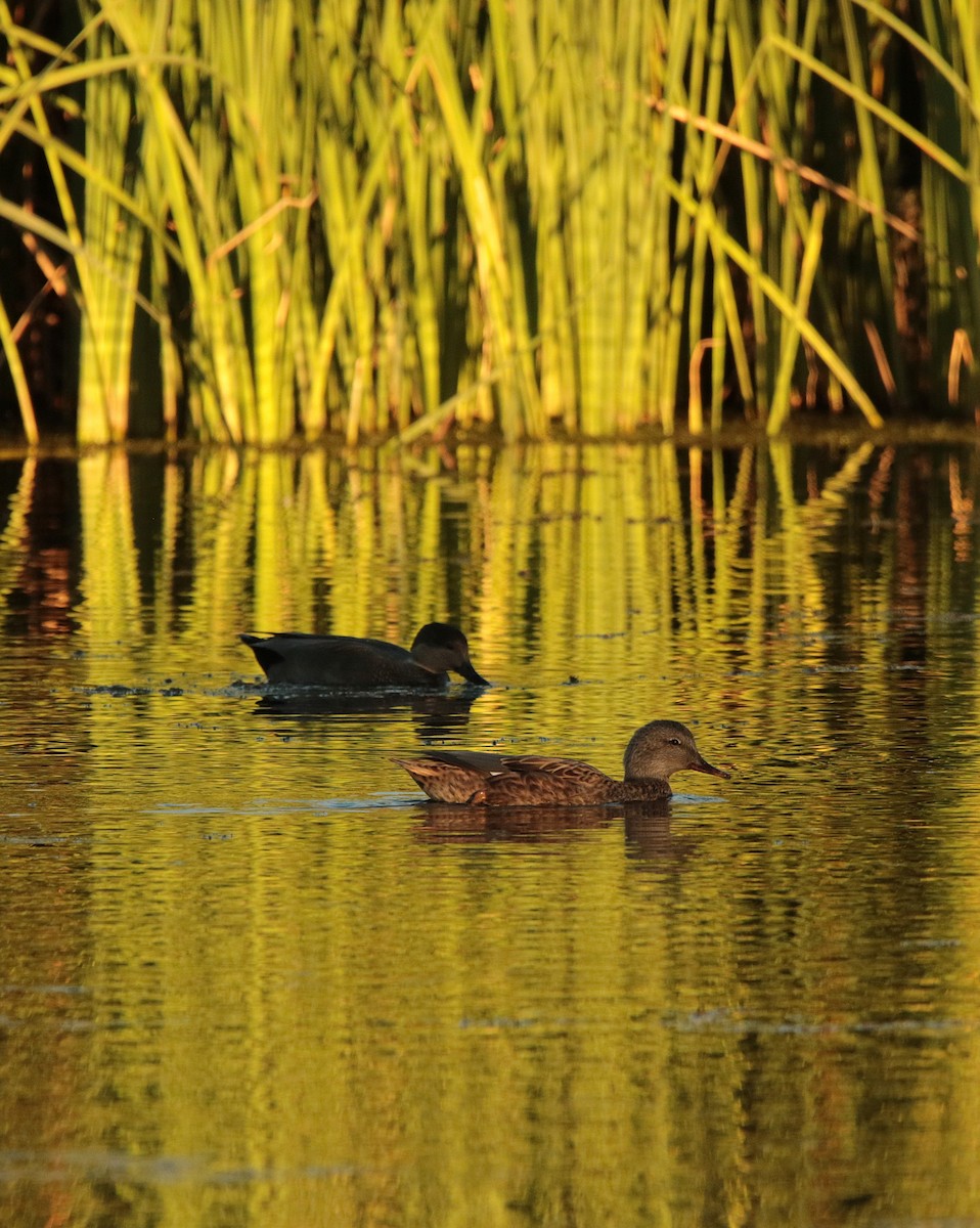 Gadwall - ML644574373