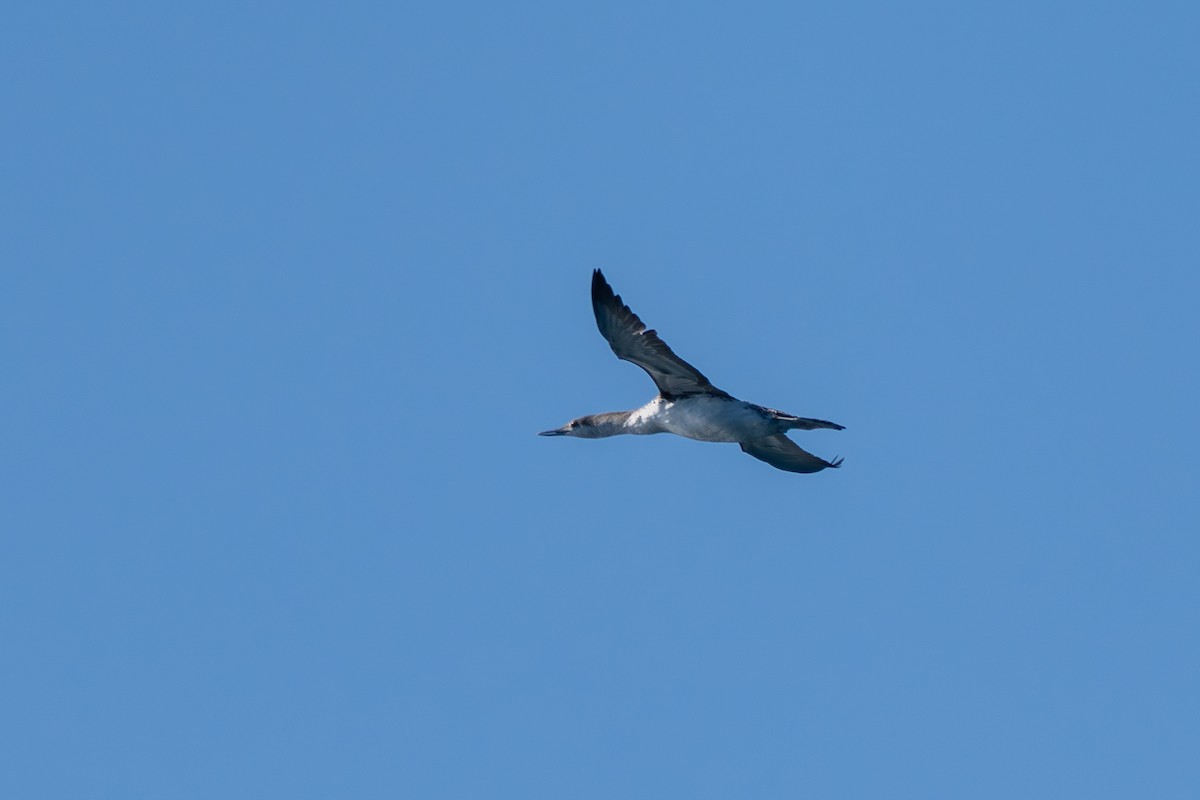 Plongeon catmarin - ML644574376