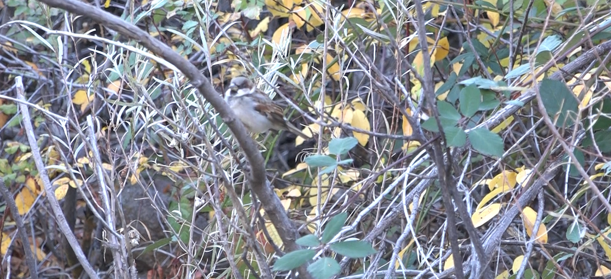 House Sparrow - ML644574377