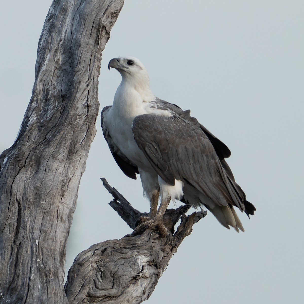 Pygargue blagre - ML644574378