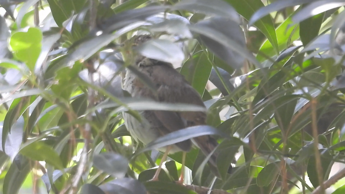 Orange-billed Nightingale-Thrush - ML644574387
