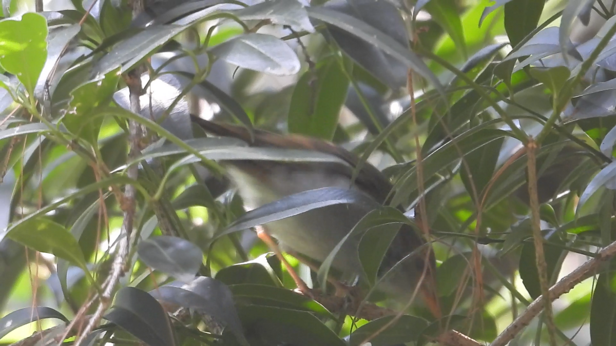 Orange-billed Nightingale-Thrush - ML644574388