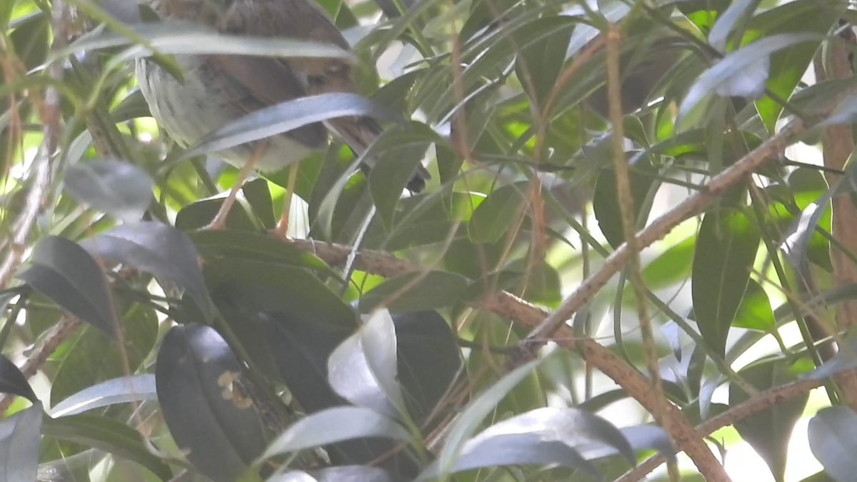 Orange-billed Nightingale-Thrush - ML644574389