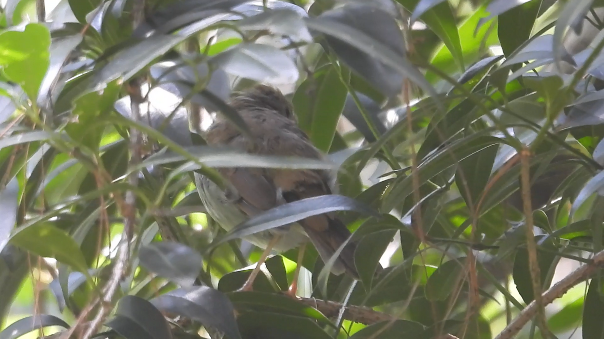 Orange-billed Nightingale-Thrush - ML644574390