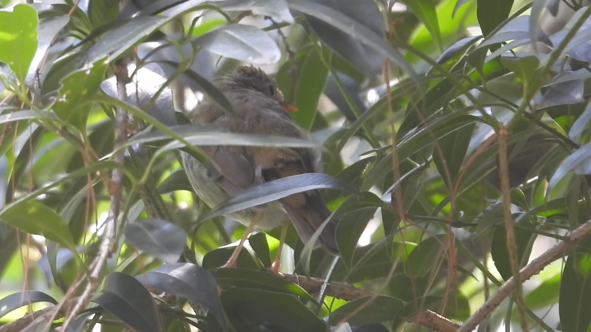 Orange-billed Nightingale-Thrush - ML644574391