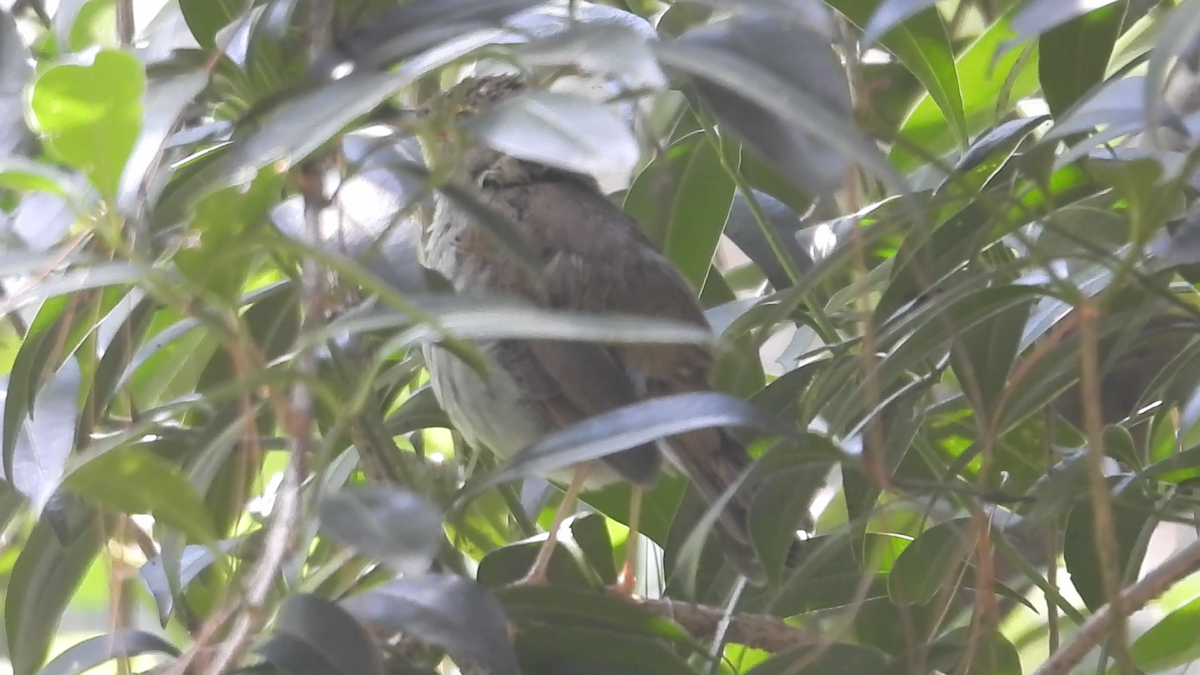 Orange-billed Nightingale-Thrush - ML644574393