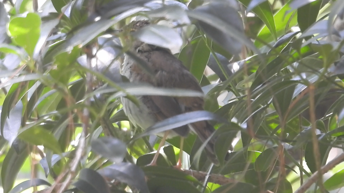 Orange-billed Nightingale-Thrush - ML644574395