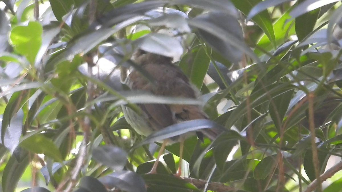 Orange-billed Nightingale-Thrush - ML644574396