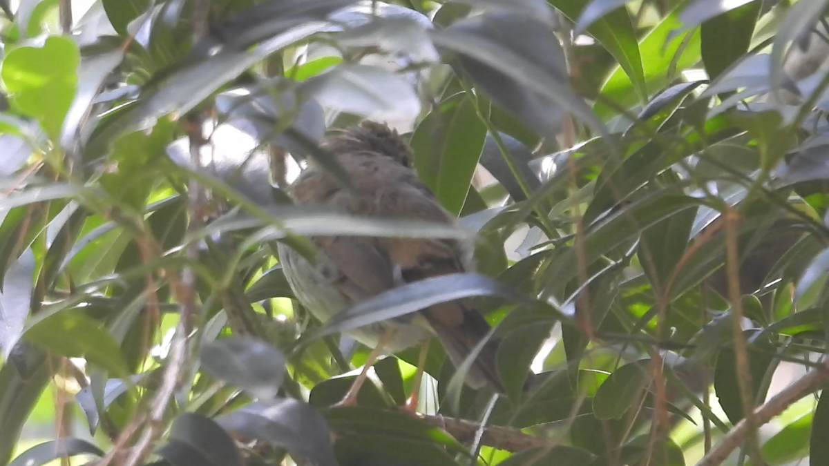Orange-billed Nightingale-Thrush - ML644574397