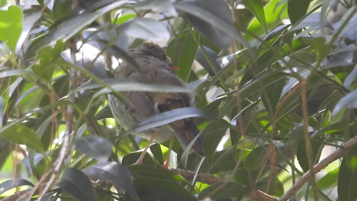 Orange-billed Nightingale-Thrush - ML644574399