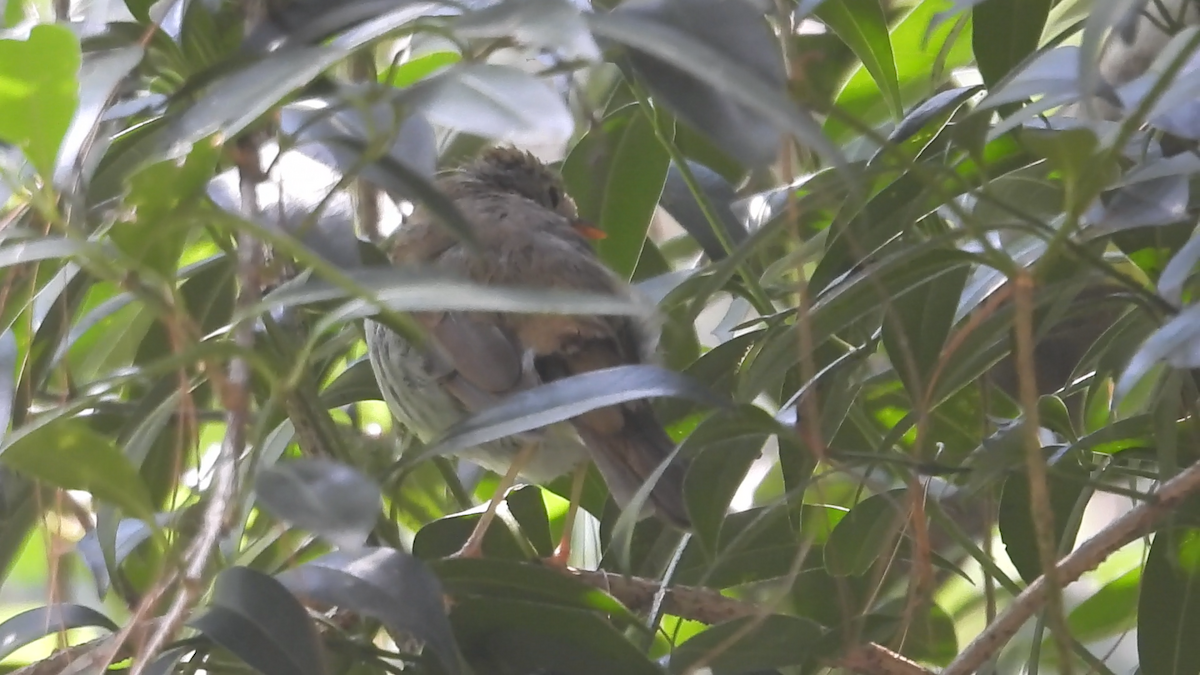 Orange-billed Nightingale-Thrush - ML644574401