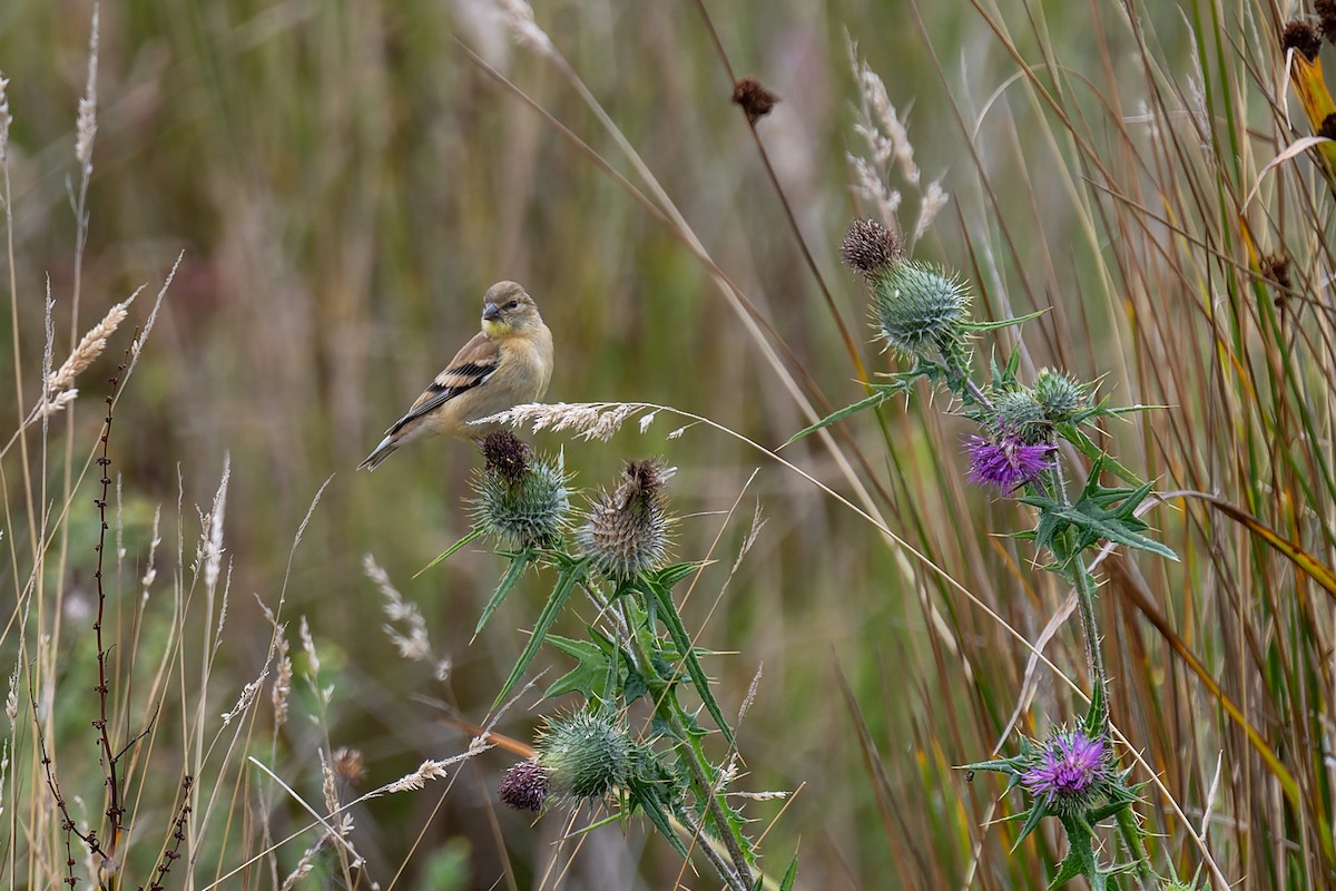 American Goldfinch - ML644574408