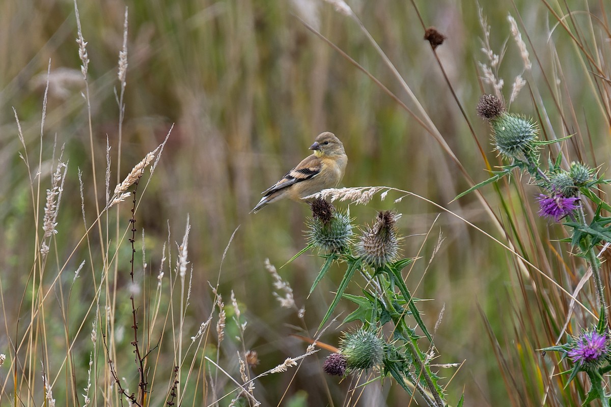 American Goldfinch - ML644574409