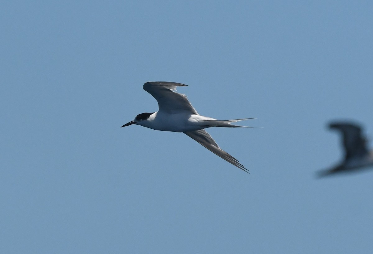 Txenada arrunta - ML644574410