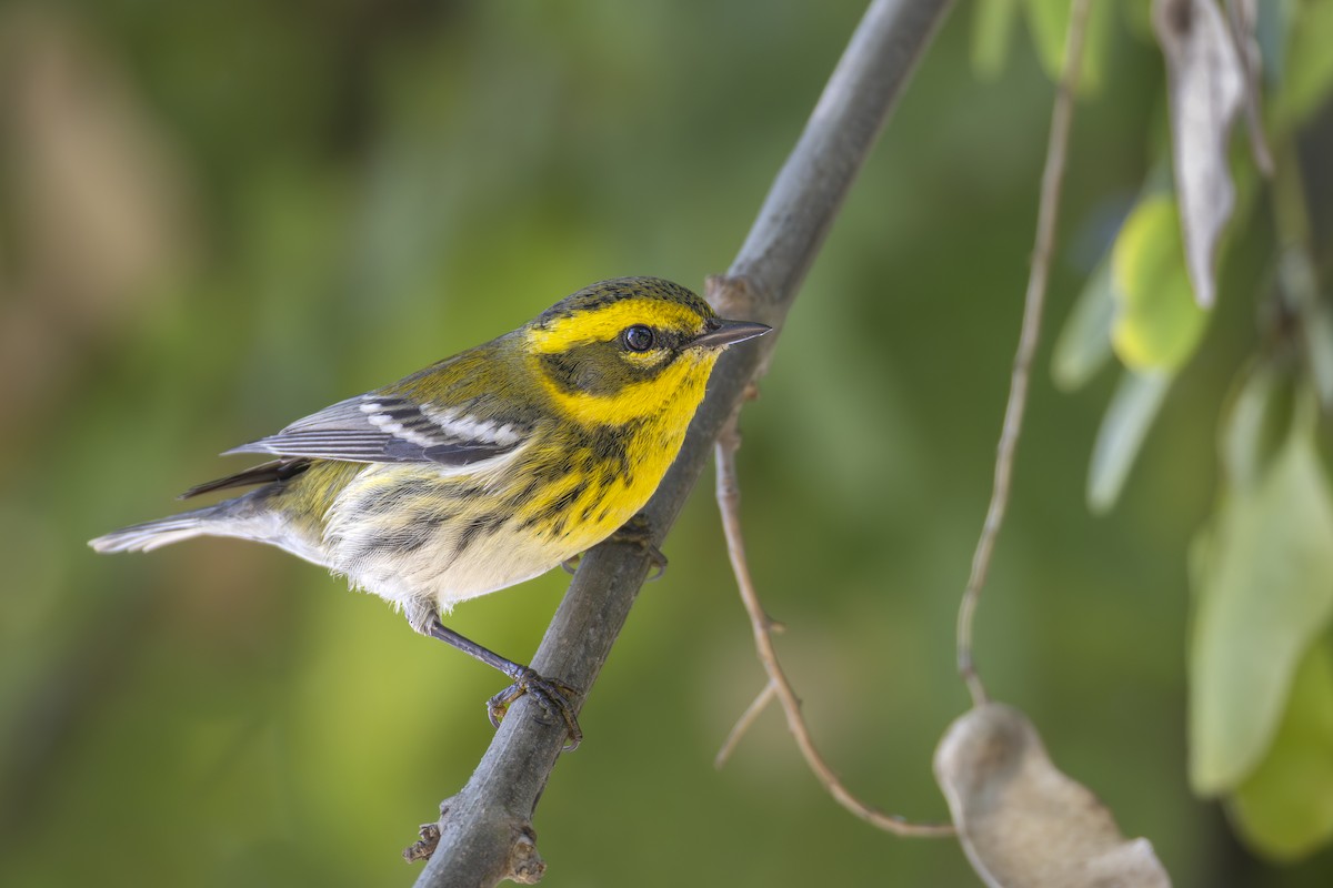 Пісняр-лісовик західний - ML644574422