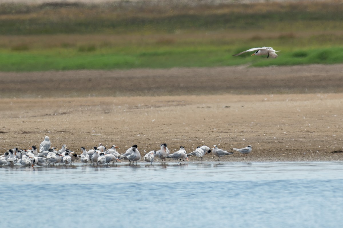 Txenada arrunta - ML644574431