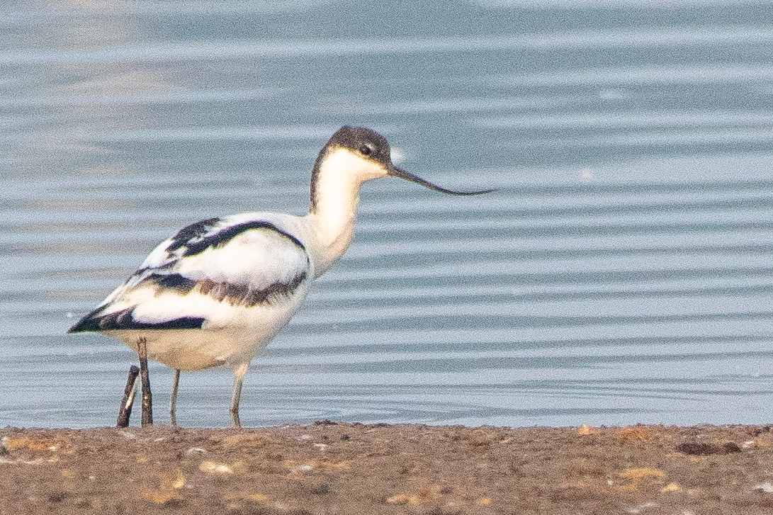 Алаг ээтэн - ML644574433