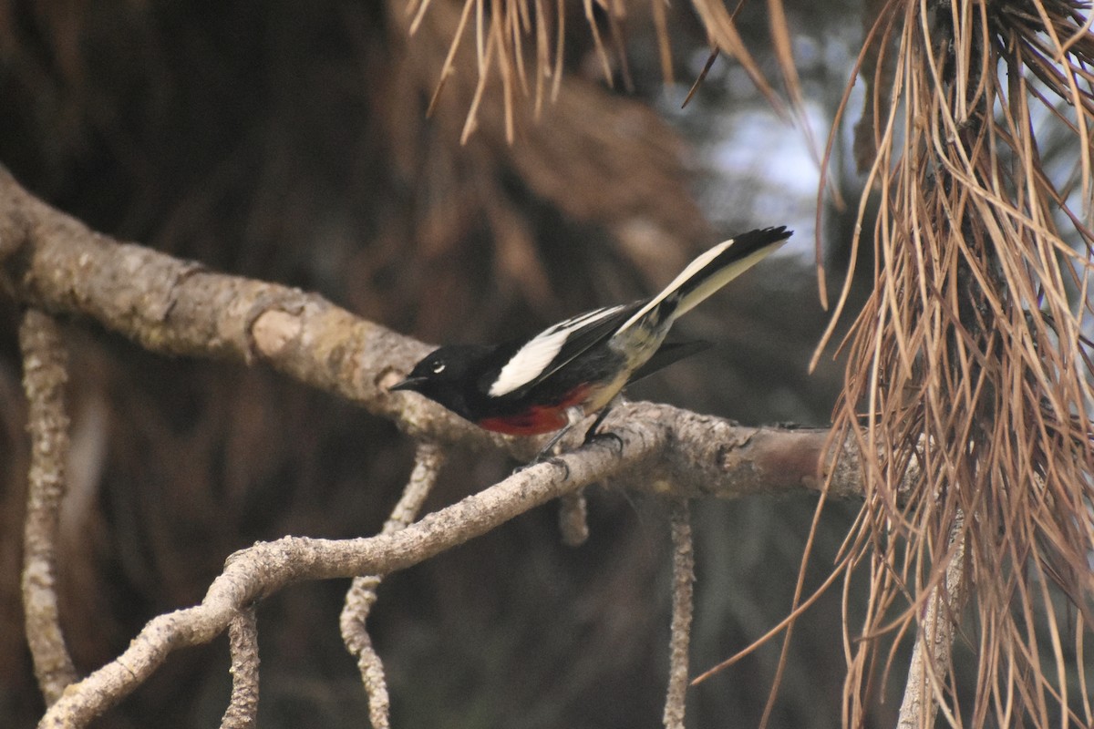 Painted Redstart - ML644574434