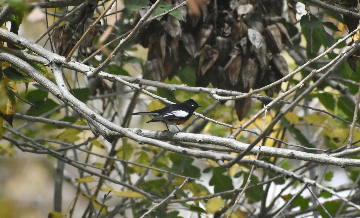 Painted Redstart - ML644574435